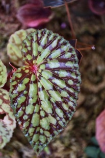 Begonia chlorosticta 'red form'