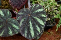 Begonia versicolor 'Teng form'
